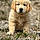 Ares