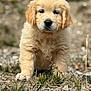 adorable, animal, canine, closeup, curious, cute, dog, fluffy, fur, golden_retriever, grass, mammal, nature, outdoor, pet, portrait, puppy, rocks, walking, young