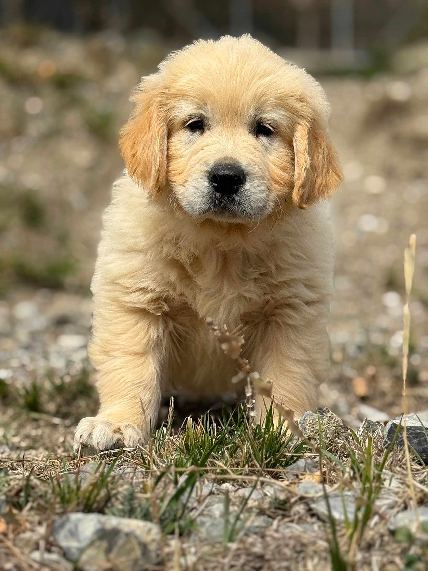 Ares a rejoint le concours — aidez-le/la à gagner de superbes lots ! puppy, golden_retriever, dog, outdoor, grass, rocks, fur, cute, animal, young, pet, nature, walking, mammal, adorable, closeup, portrait, fluffy, curious, canine