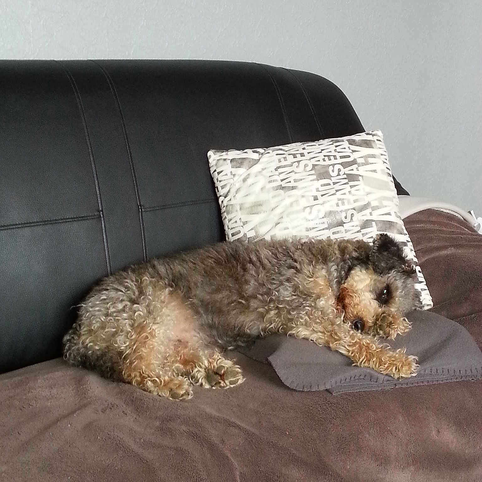 Toby