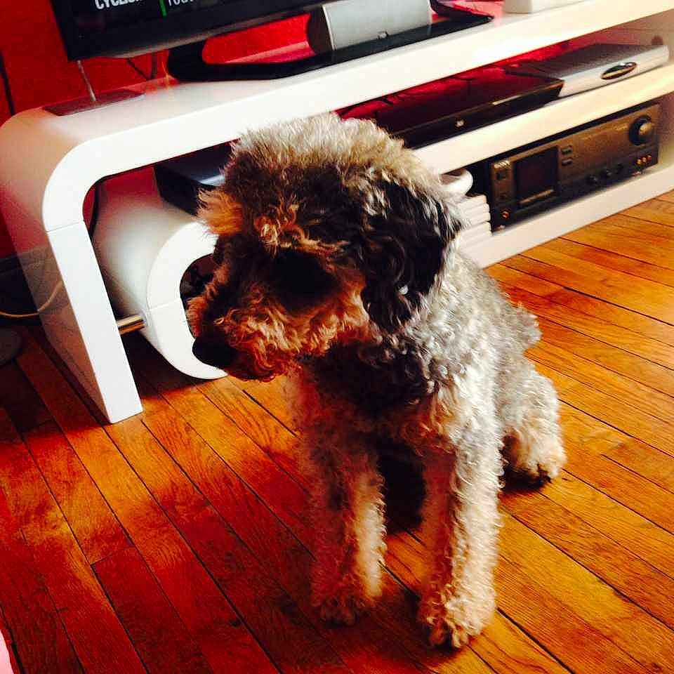 Toby