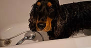 Othello participe au concours pour gagner de l'argent avec cette photo : bathroom, bathtub, black_and_tan, canine, curly_fur, dog, domestic_animal, ears, expression, fur, indoor, looking, muzzle, pet, portrait, shiny, showerhead, tiles, water, wet