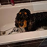 bathroom, bathtub, black_and_tan, canine, curly_fur, dog, domestic_animal, ears, expression, fur, indoor, looking, muzzle, pet, portrait, shiny, showerhead, tiles, water, wet