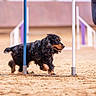 active, agility_course, animal, black_dog, canine, competition, dog, exercise, focused, fur, outdoor, person, pet, sand, shoes, sport, tan_dog, training, walking, weaving