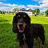 animal, black_and_tan, blue_sky, canine, clouds, daytime, dog, friendly, grass, happy, leash, nature, open_space, outdoor, park, people, pet, playful, summer, sunny