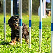 Othello participe au concours pour gagner de l'argent avec cette photo : active, agility_course, animal, black_dog, canine, dog, exercise, field, focused, fun, grass, obedience, outdoor, pet, playful, sport, sunny, tan_dog, training, weaving