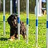 active, agility_course, animal, black_dog, canine, dog, exercise, field, focused, fun, grass, obedience, outdoor, pet, playful, sport, sunny, tan_dog, training, weaving