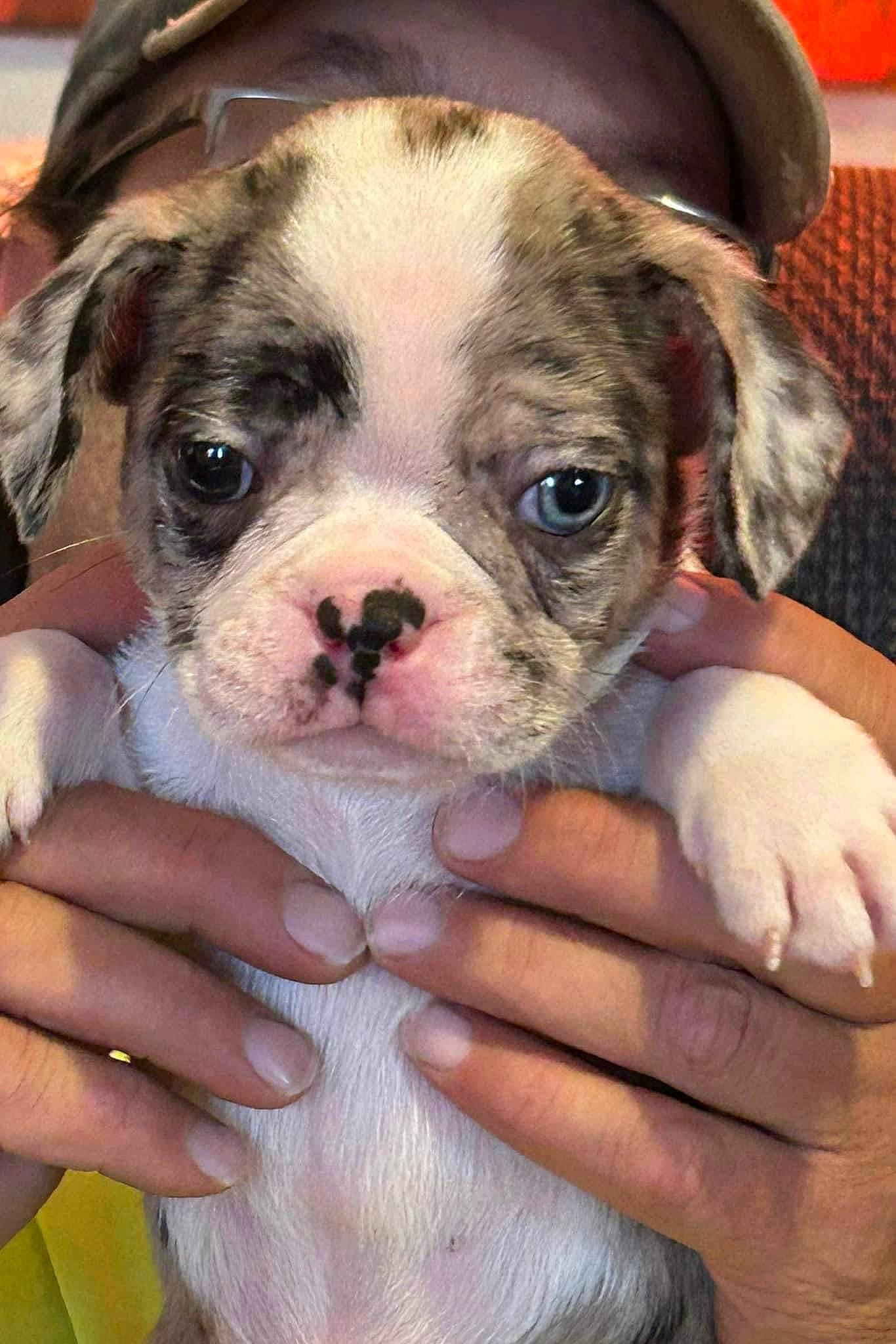 Axl is registered to the contest to win money with this photo: bulldog, canidae, carnivore, companion_dog, dog, dog_breed, eye, fawn, fur, hand, head, molosser, nail, snout, sporting_group, terrestrial_animal, thumb, whiskers, working_animal, wrinkle