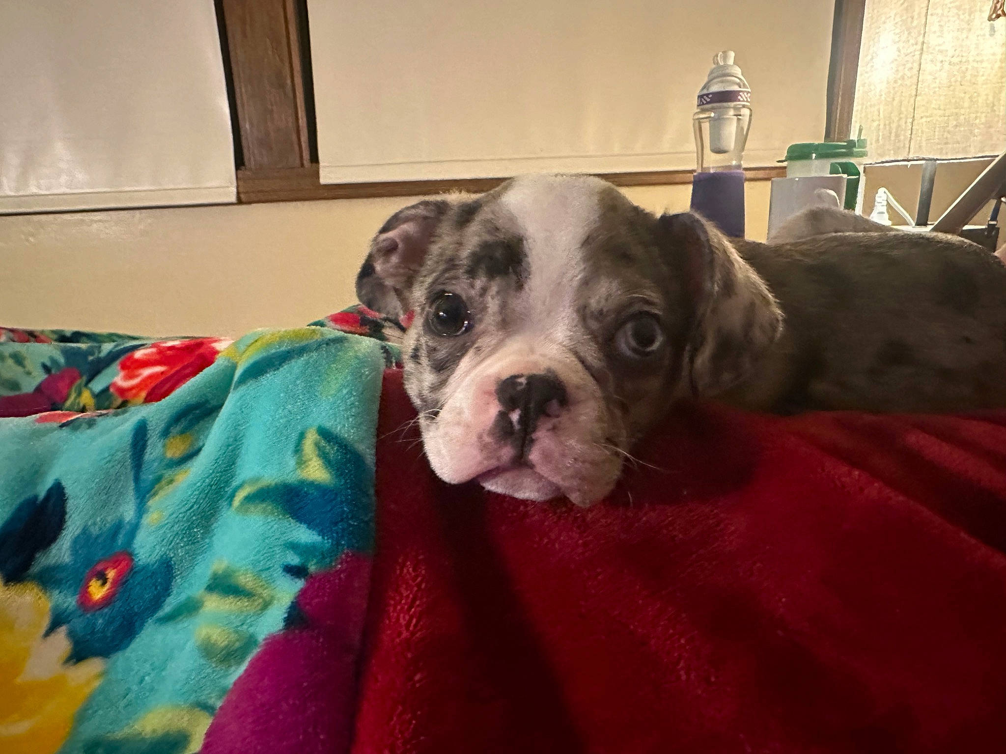 Axl is registered to the contest to win money with this photo: canidae, carnivore, comfort, companion_dog, couch, dog, dog_breed, fawn, fur, guard_dog, linens, paw, puggle, puppy_love, terrestrial_animal, toy_dog, weimaraner, whiskers, working_animal, wrinkle