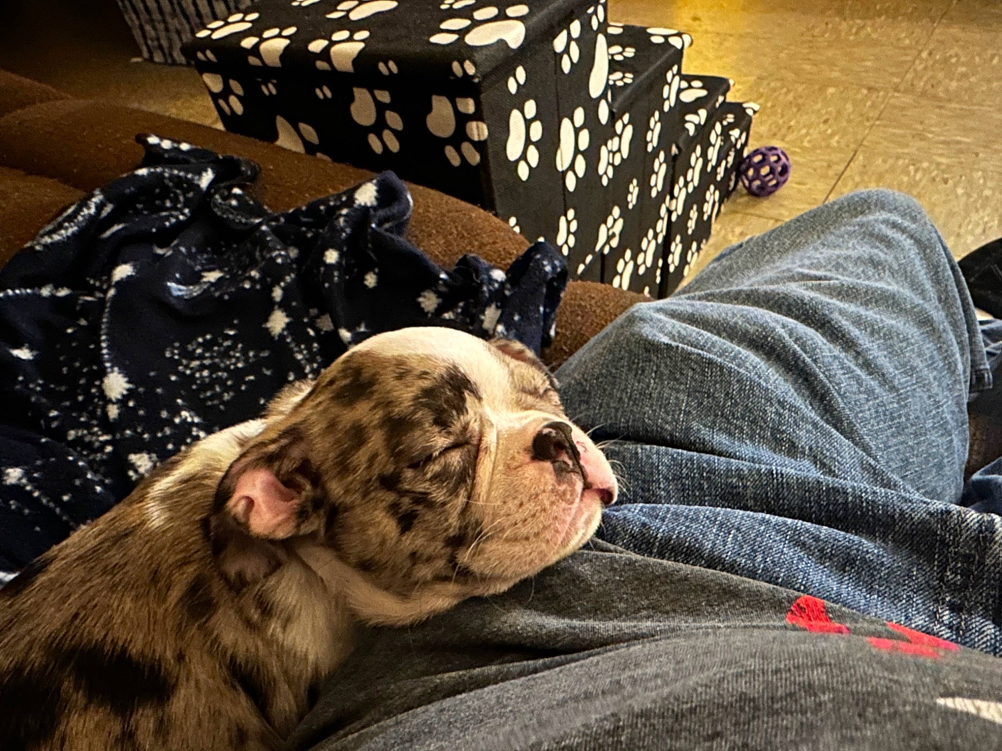 Axl joined the competition — help win amazing prizes! bedding, big_cats, canidae, carnivore, comfort, companion_dog, dog_breed, fawn, felidae, flooring, fur, linens, nap, pattern, room, sleep, small_to_medium_sized_cats, sporting_group, terrestrial_animal, whiskers