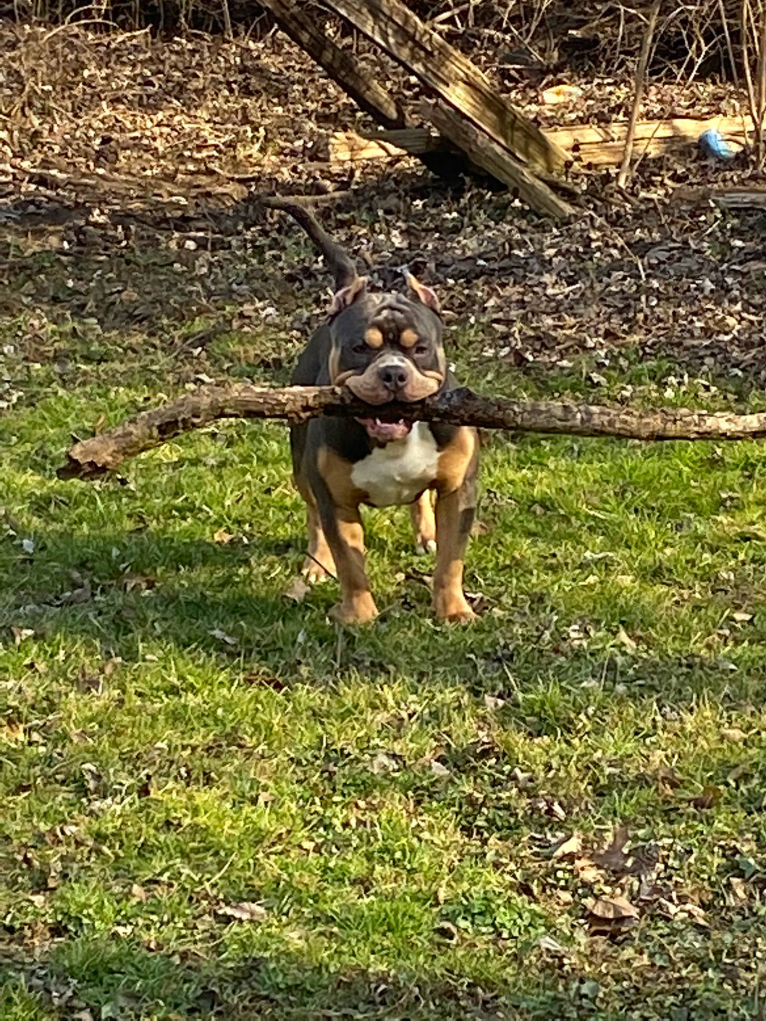 Niko joined the competition — help win amazing prizes! canidae, carnivore, companion_dog, dog, dog_breed, fawn, grass, groundcover, guard_dog, people_in_nature, plant, snout, soil, sporting_group, tail, terrestrial_animal, tree, wildlife, wood, working_dog