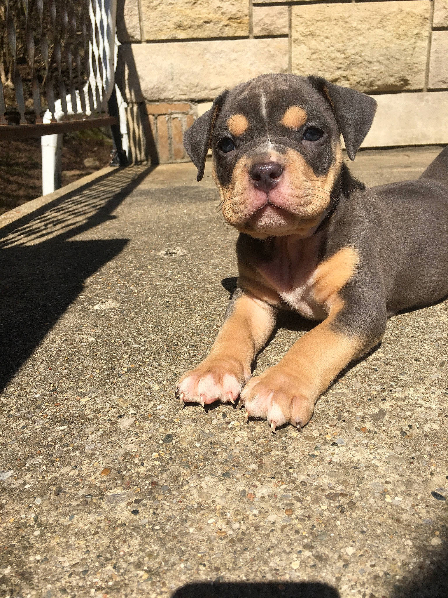 Niko joined the competition — help win amazing prizes! canidae, carnivore, companion_dog, concrete, dog, dog_breed, fawn, grass, molosser, non_sporting_group, puppy, road_surface, soil, sporting_group, terrestrial_animal, working_animal, working_dog