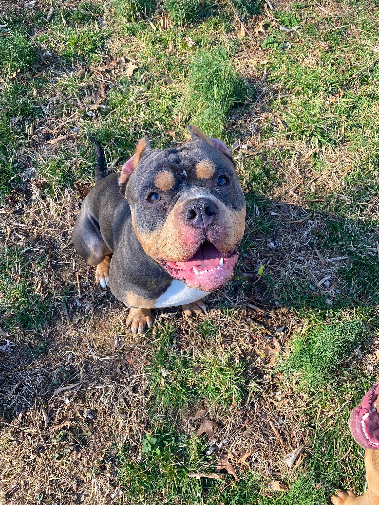 Niko joined the competition — help win amazing prizes! ancient_dog_breeds, bulldog, canidae, carnivore, companion_dog, dog, dog_breed, grass, groundcover, guard_dog, hunting_dog, molosser, non_sporting_group, plant, soil, sporting_group, terrestrial_animal, whiskers, working_dog, wrinkle