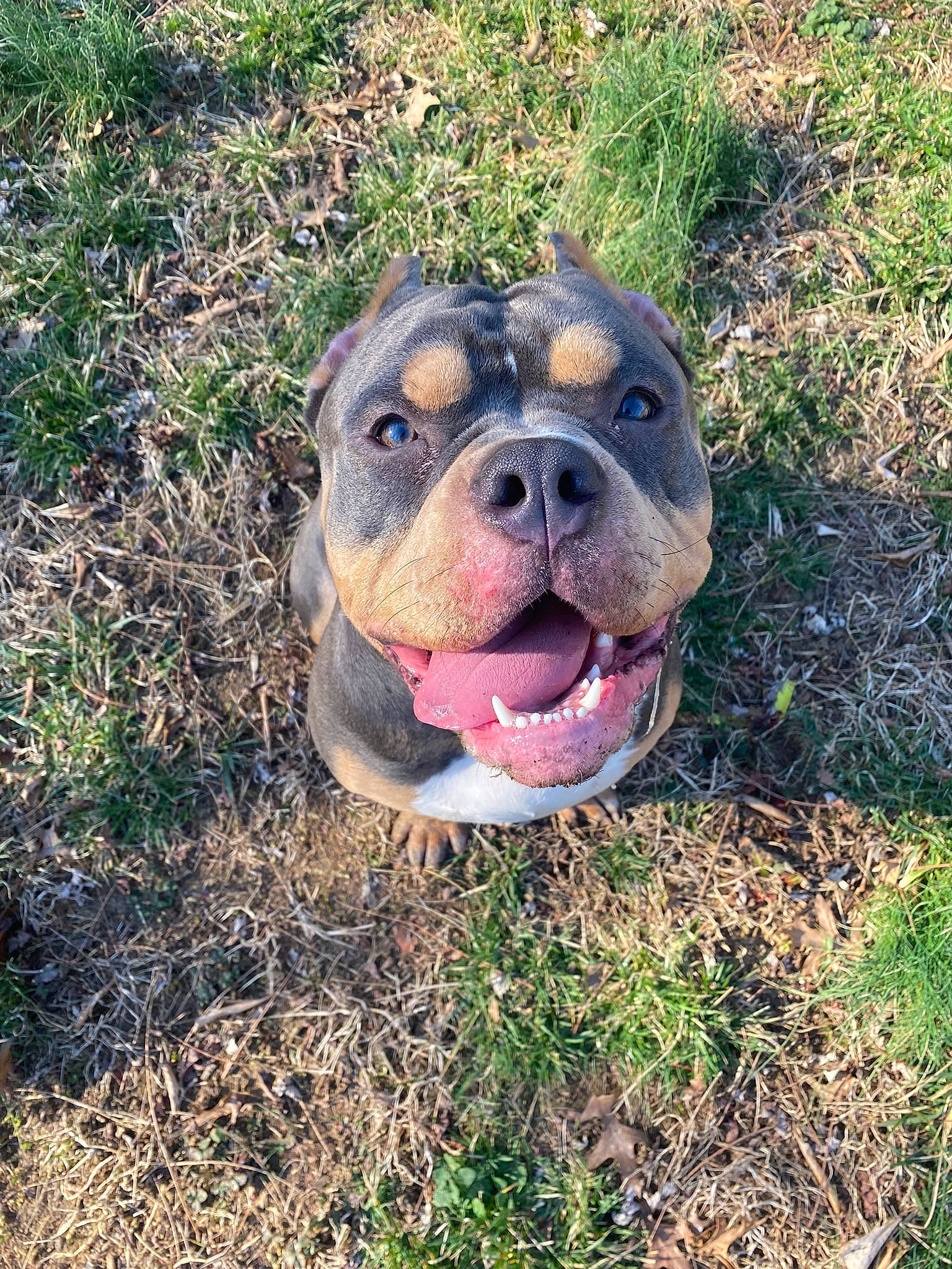 Niko is registered to the contest to win money with this photo: art, ball, bulldog, canidae, carnivore, companion_dog, dog, dog_breed, fawn, grass, lawn_ornament, molosser, non_sporting_group, plant, snout, soil, sporting_group, terrestrial_animal, whiskers, wrinkle