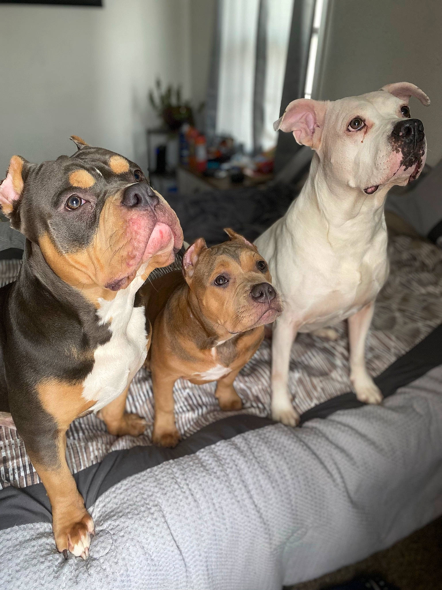 Niko is registered to the contest to win money with this photo: bulldog, canidae, carnivore, collar, comfort, companion_dog, dog, dog_breed, fawn, fur, houseplant, molosser, pet_supply, snout, sporting_group, terrestrial_animal, toy_dog, whiskers, working_animal, wrinkle