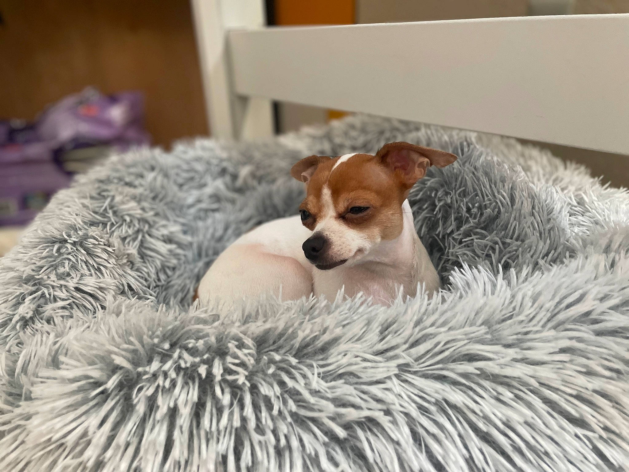 Bristol is registered to the contest to win money with this photo: bed, canidae, carnivore, chair, comfort, companion_dog, couch, dog, dog_breed, fawn, fur, linens, snout, sporting_group, tableware, tail, terrestrial_animal, toy, whiskers, working_animal