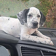 Vasco a rejoint le concours — aidez-le/la à gagner de superbes lots ! puppy, dog, car_dashboard, spotted_dog, white_dog, black_spots, animal, pet, indoors, vehicle, dashboard, car_interior, grass, window, relaxed, cute, young_dog, canine, resting, closeup