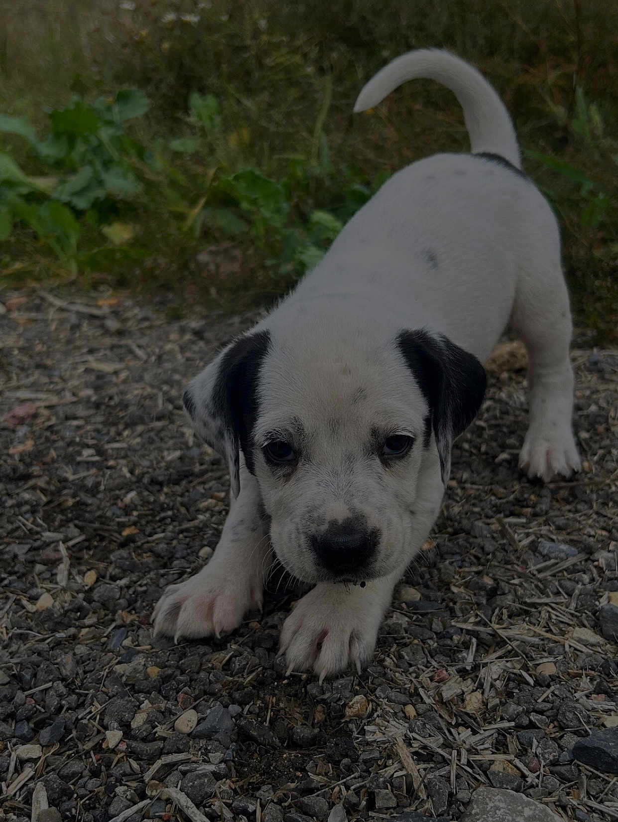 Vasco a rejoint le concours — aidez-le/la à gagner de superbes lots ! puppy, dog, white, black_spots, outdoor, gravel, curious, young, animal, pet, nature, greenery, crouching, closeup, canine, fur, ears, tail, paws, ground