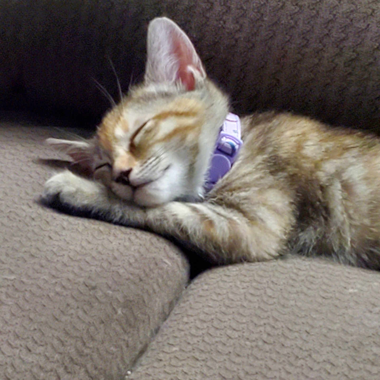 Remy is registered to the contest to win money with this photo: abyssinian, animal, architecture, armchair, blanket, building, cat, chair, couch, furniture, homedecor, indoors, kitten, livingroom, manx, person, pet, room, siamese, sleeping