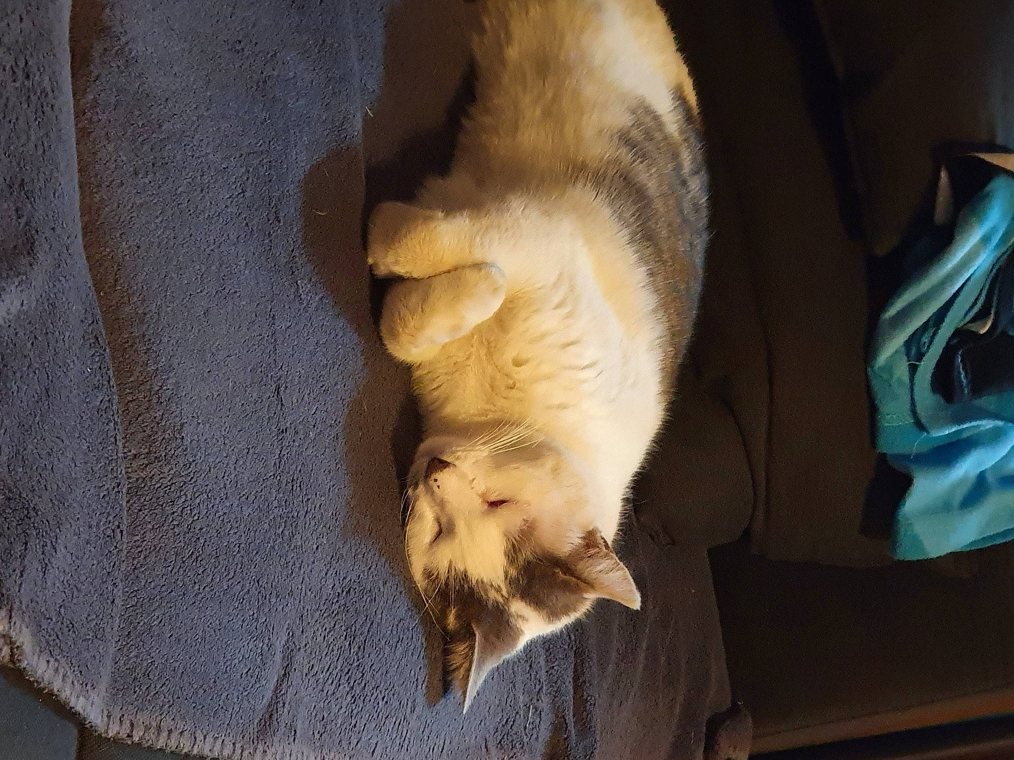 Chatounet participe au concours pour gagner de l'argent avec cette photo : canidae, carnivore, cat, claw, comfort, companion_dog, dog_breed, domestic_short_haired_cat, fawn, felidae, fur, linens, paw, small_to_medium_sized_cats, snout, sporting_group, tail, whiskers, wildlife, wood