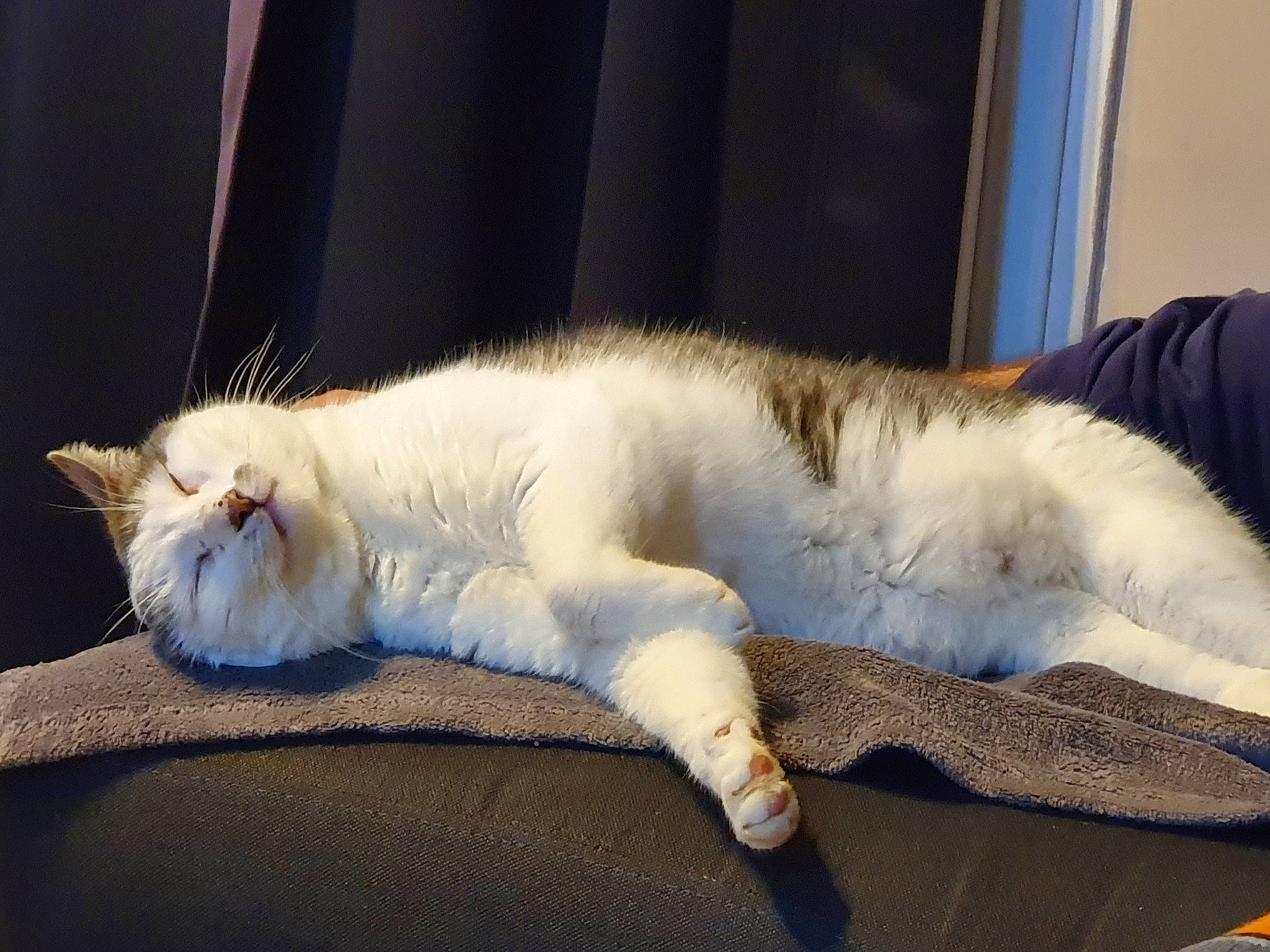 Chatounet participe au concours pour gagner de l'argent avec cette photo : carnivore, cat, claw, comfort, domestic_short_haired_cat, eye, fawn, felidae, foot, fur, linens, nap, paw, sitting, sleep, small_to_medium_sized_cats, snout, tail, whiskers, window