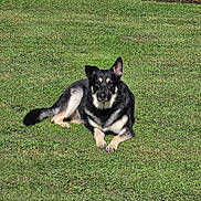 Kobe joined the competition — help win amazing prizes! alert, animal, black_and_tan, canine, daylight, dog, ears, fur, grass, greenery, lawn, lying_down, mammal, nature, one_ear_up, outdoor, pet, relaxed, resting, sunlight