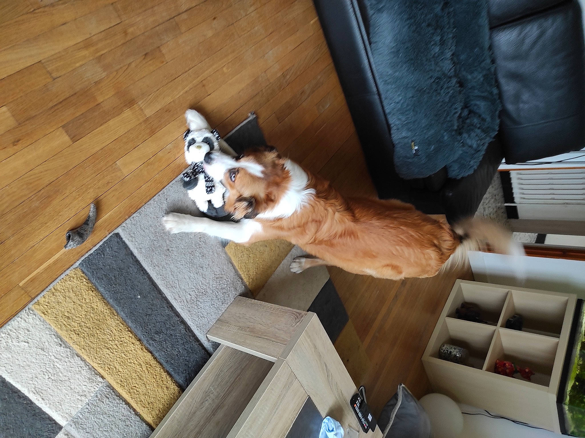 Smiley participe au concours pour gagner de l'argent avec cette photo : brown, carnivore, comfort, companion_dog, dog, dog_breed, fawn, felidae, floor, flooring, hardwood, mammal, plywood, room, small_to_medium_sized_cats, tail, whiskers, wood, wood_flooring, wood_stain