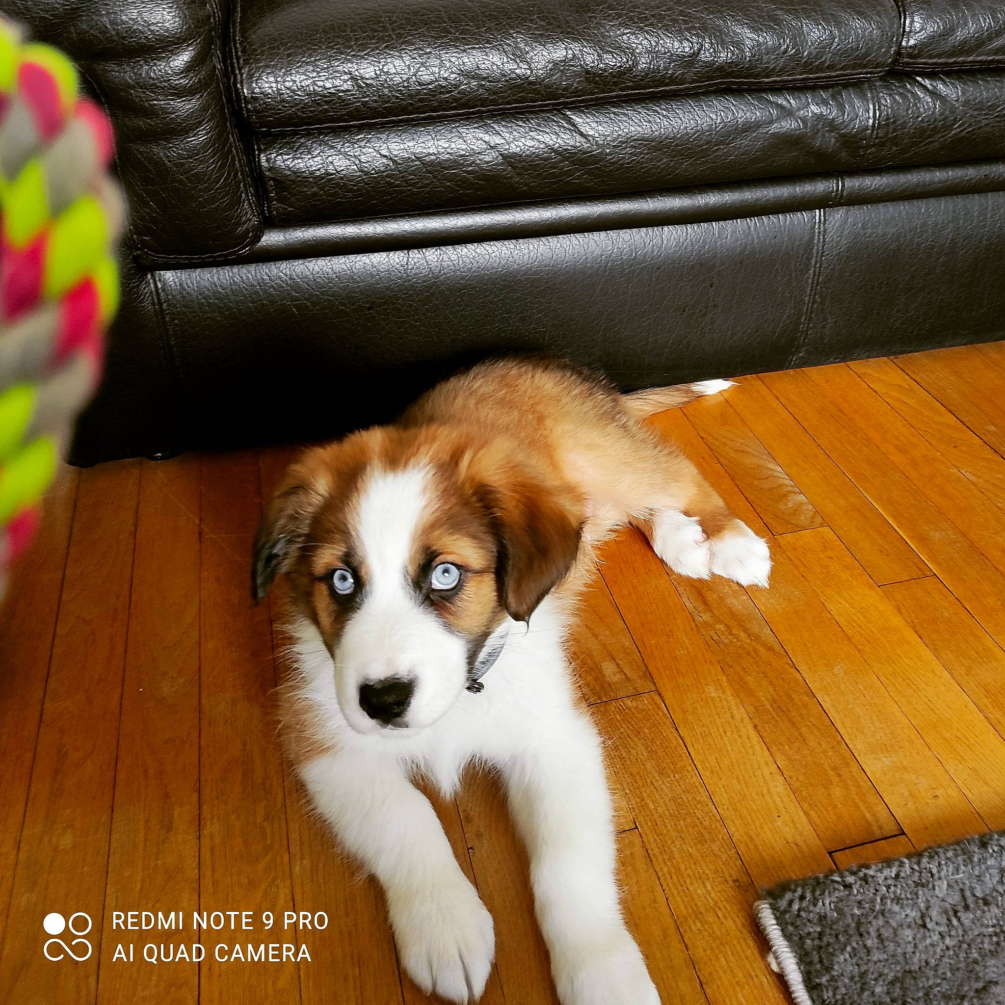 Smiley a rejoint le concours — aidez-le/la à gagner de superbes lots ! carnivore, comfort, companion_dog, couch, dog, dog_breed, flooring, fur, hardwood, paw, scent_hound, snout, sporting_group, tail, toy_dog, varnish, whiskers, wood, wood_stain, working_animal