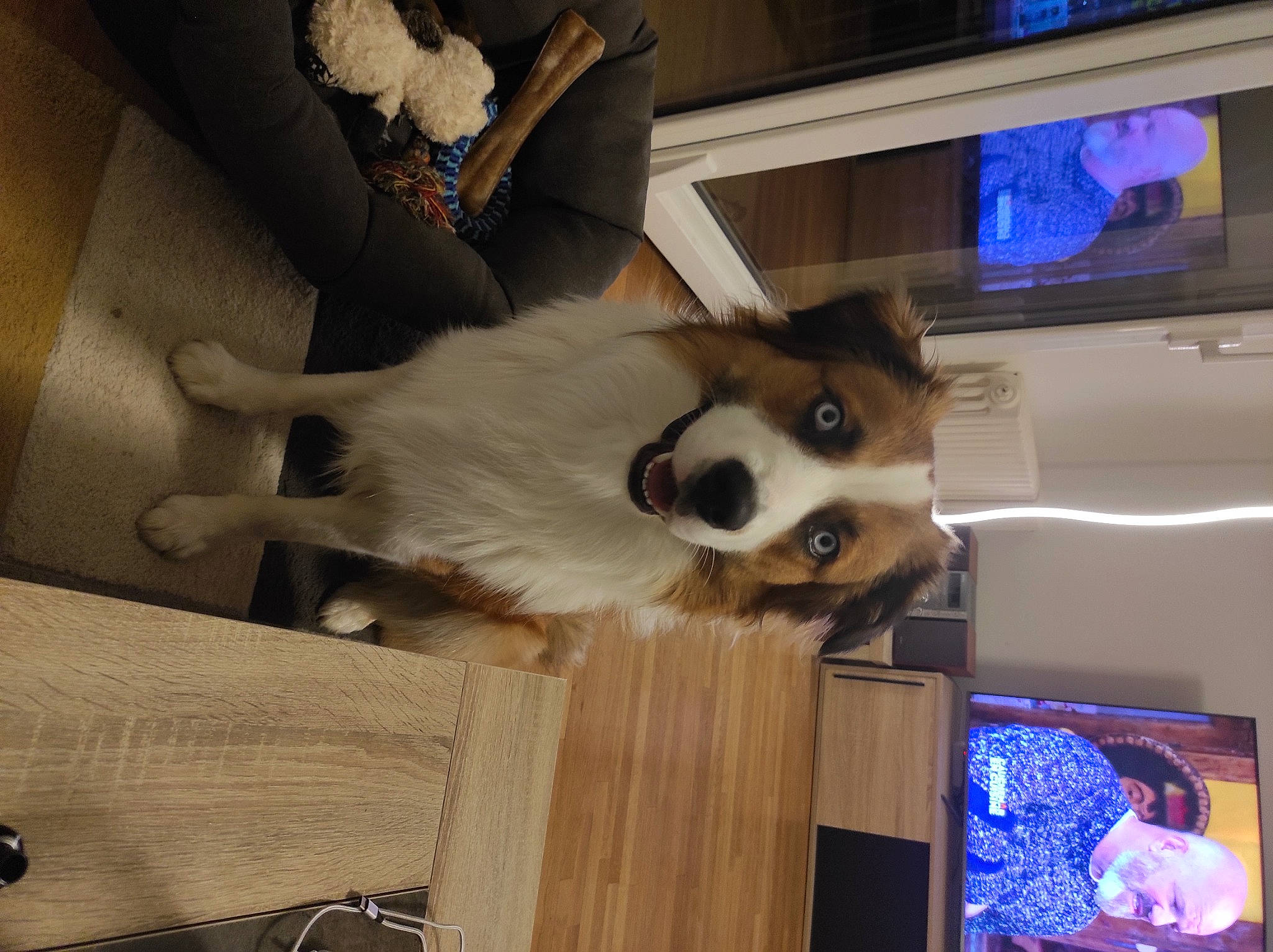 Smiley participe au concours pour gagner de l'argent avec cette photo : canidae, carnivore, collar, companion_dog, display_device, dog, dog_breed, dog_supply, fawn, fur, paw, snout, sporting_group, tail, television, television_set, toy_dog, whiskers, wood, working_animal