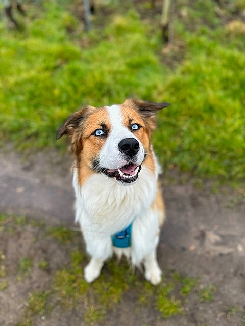 Smiley a rejoint le concours — aidez-le/la à gagner de superbes lots ! ancient_dog_breeds, canidae, carnivore, collar, companion_dog, dog, dog_breed, fawn, fur, grass, herding_dog, leash, plant, puppy, sporting_group, tail, terrestrial_animal, whiskers, working_dog