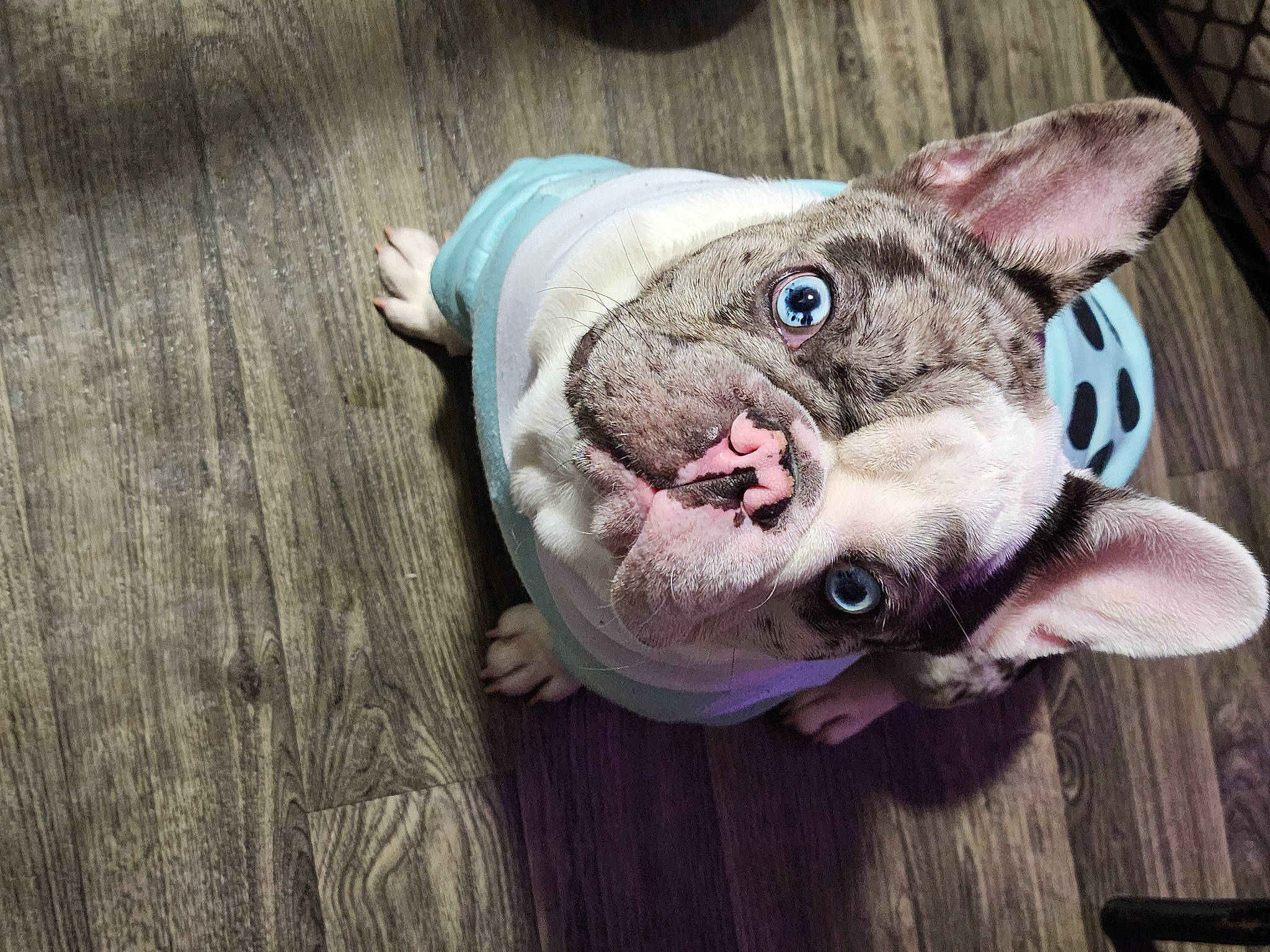 Kiwi is registered to the contest to win money with this photo: canidae, carnivore, collar, companion_dog, dog, dog_breed, ear, eye, fashion_accessory, fawn, felidae, grey, hardwood, small_to_medium_sized_cats, snout, sporting_group, terrestrial_animal, toy, whiskers, wood