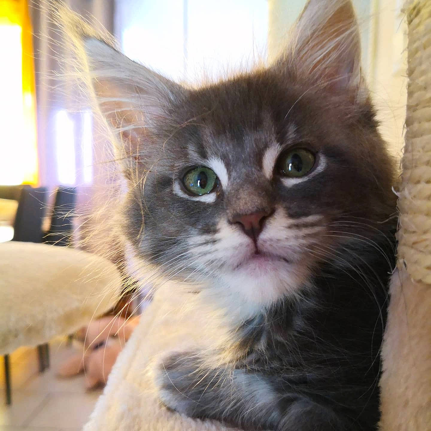 Picon participe au concours pour gagner de l'argent avec cette photo : asian, carnivore, cat, domestic_short_haired_cat, european_shorthair, fawn, felidae, kitten, maine_coon, mammal, small_to_medium_sized_cats, snout, tabby_cat, vertebrate, whiskers