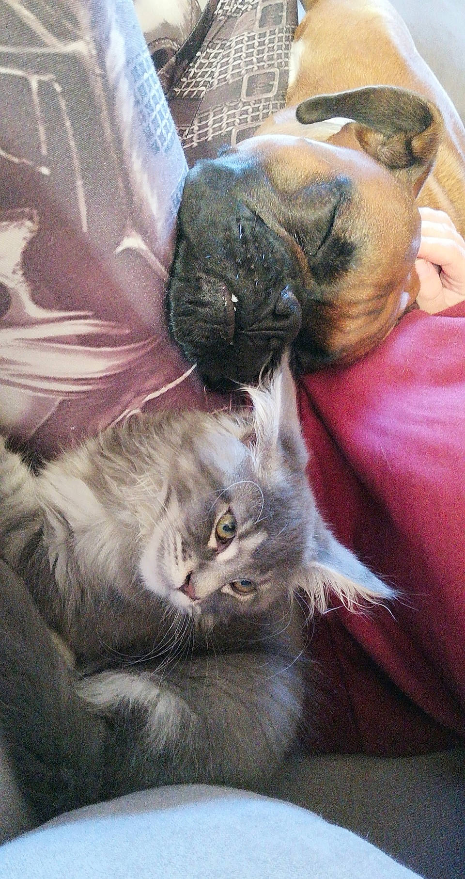 Picon a rejoint le concours — aidez-le/la à gagner de superbes lots ! asian, carnivore, cat, european_shorthair, felidae, fur, kitten, maine_coon, nap, norwegian_forest_cat, small_to_medium_sized_cats, snout, tabby_cat, whiskers