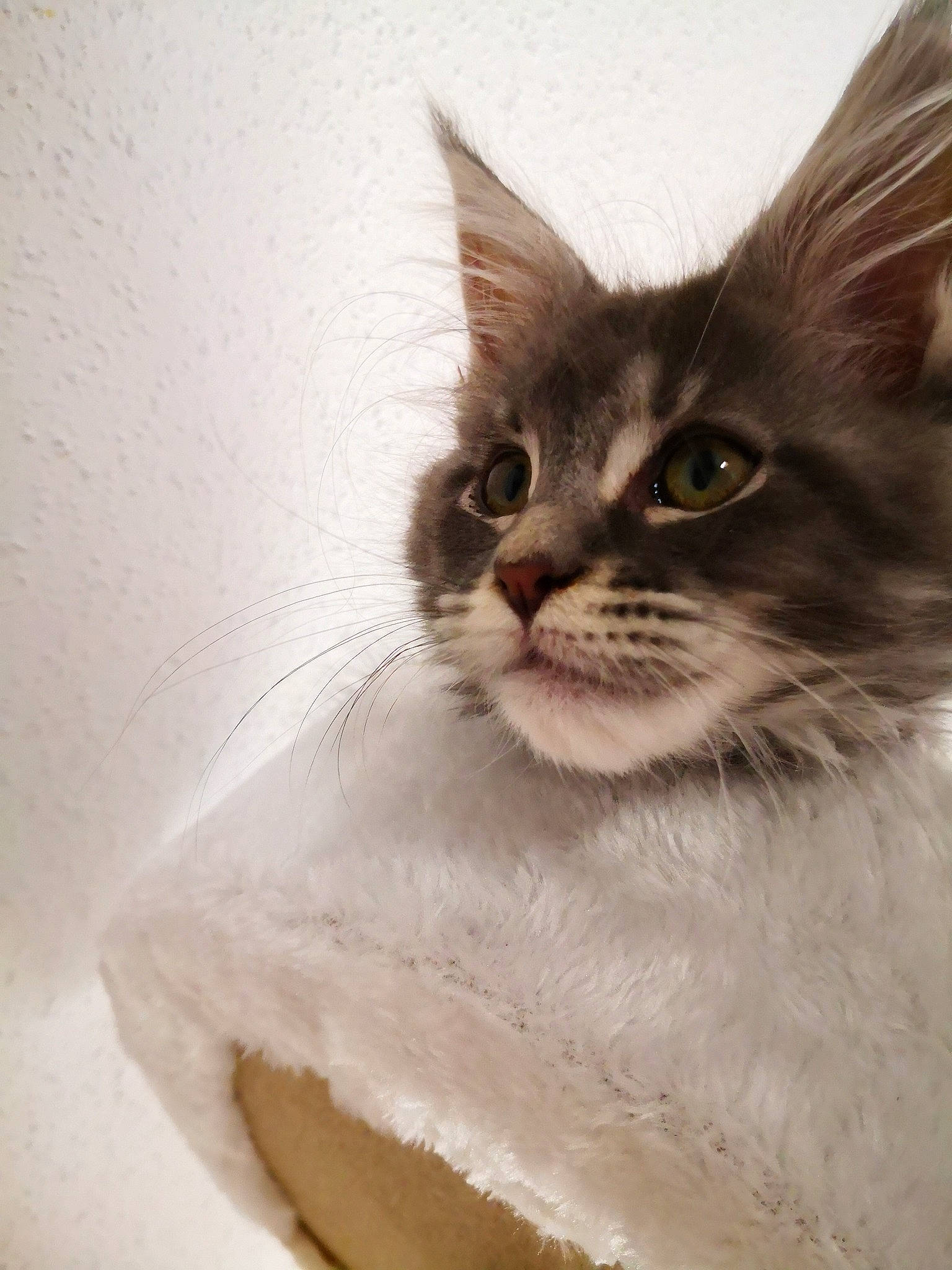 Picon participe au concours pour gagner de l'argent avec cette photo : aegean_cat, asian, carnivore, cat, domestic_long_haired_cat, domestic_short_haired_cat, fawn, felidae, kitten, maine_coon, mammal, norwegian_forest_cat, ragamuffin, ragdoll, small_to_medium_sized_cats, vertebrate, whiskers