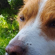 Pack a rejoint le concours — aidez-le/la à gagner de superbes lots ! dog, close_up, face, brown, white, outdoor, grass, nature, animal, pet, snout, fur, portrait, canine, muzzle, daylight, eyes, side_view, whiskers, nose
