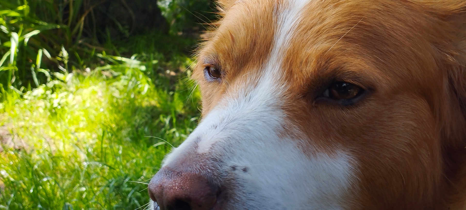 Pack a rejoint le concours — aidez-le/la à gagner de superbes lots ! dog, close_up, face, brown, white, outdoor, grass, nature, animal, pet, snout, fur, portrait, canine, muzzle, daylight, eyes, side_view, whiskers, nose