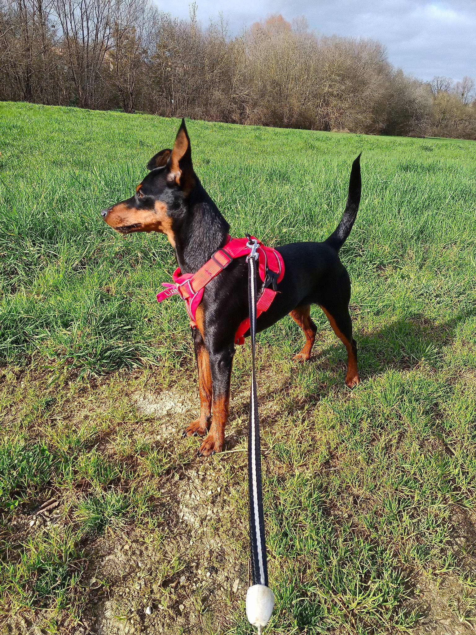 Unita a rejoint le concours — aidez-le/la à gagner de superbes lots ! canidae, carnivore, cloud, collar, companion_dog, dobermann, dog, dog_breed, dog_collar, dog_supply, fashion_accessory, grass, grassland, leash, pet_supply, plant, sky, sporting_group, tree, working_animal