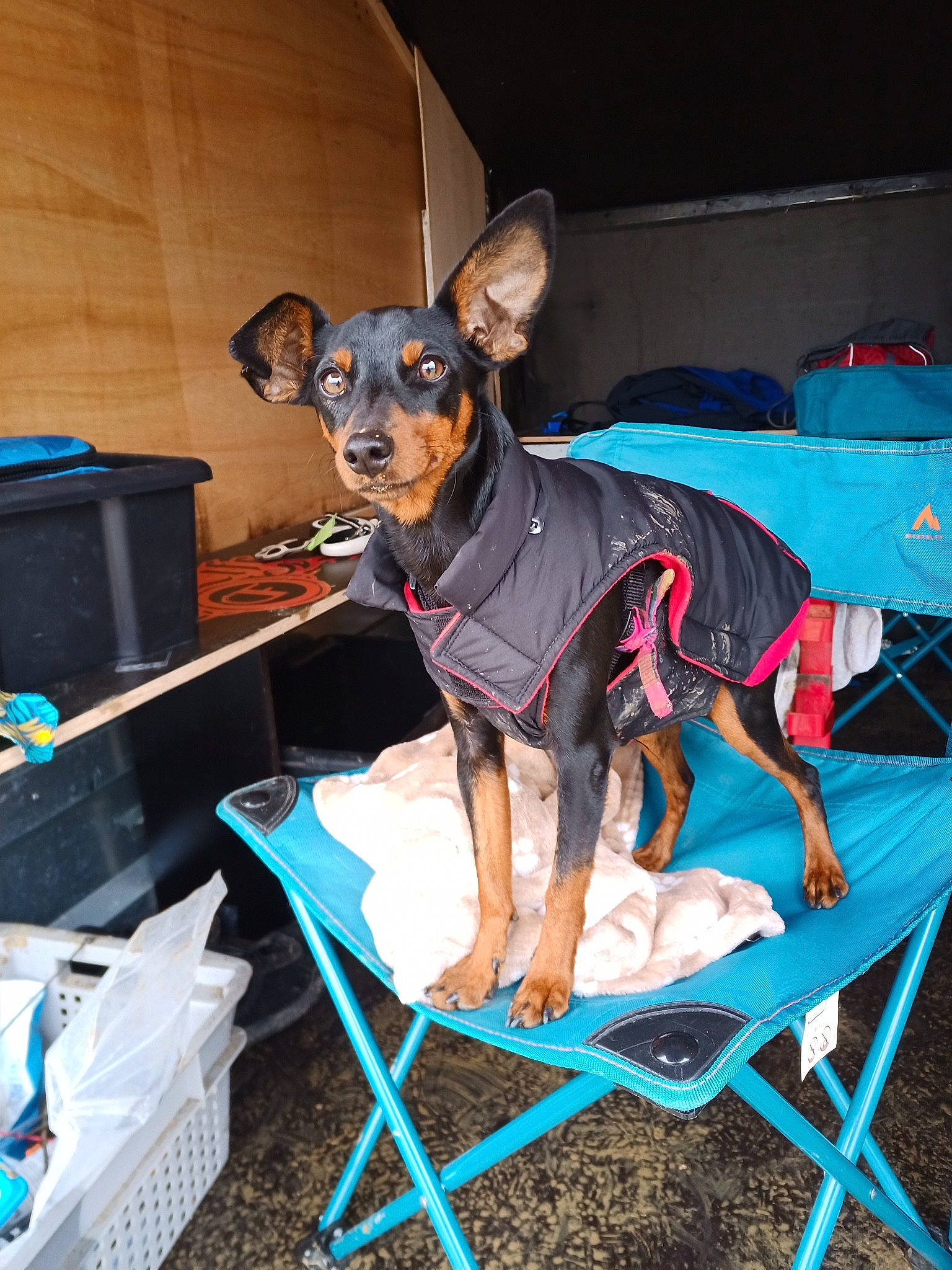 Unita participe au concours pour gagner de l'argent avec cette photo : blue, canidae, carnivore, chair, collar, companion_dog, dobermann, dog, dog_breed, dog_collar, dog_supply, electric_blue, fawn, pet_supply, pinscher, prazsky_krysarik, snout, sporting_group, toy_dog, working_animal