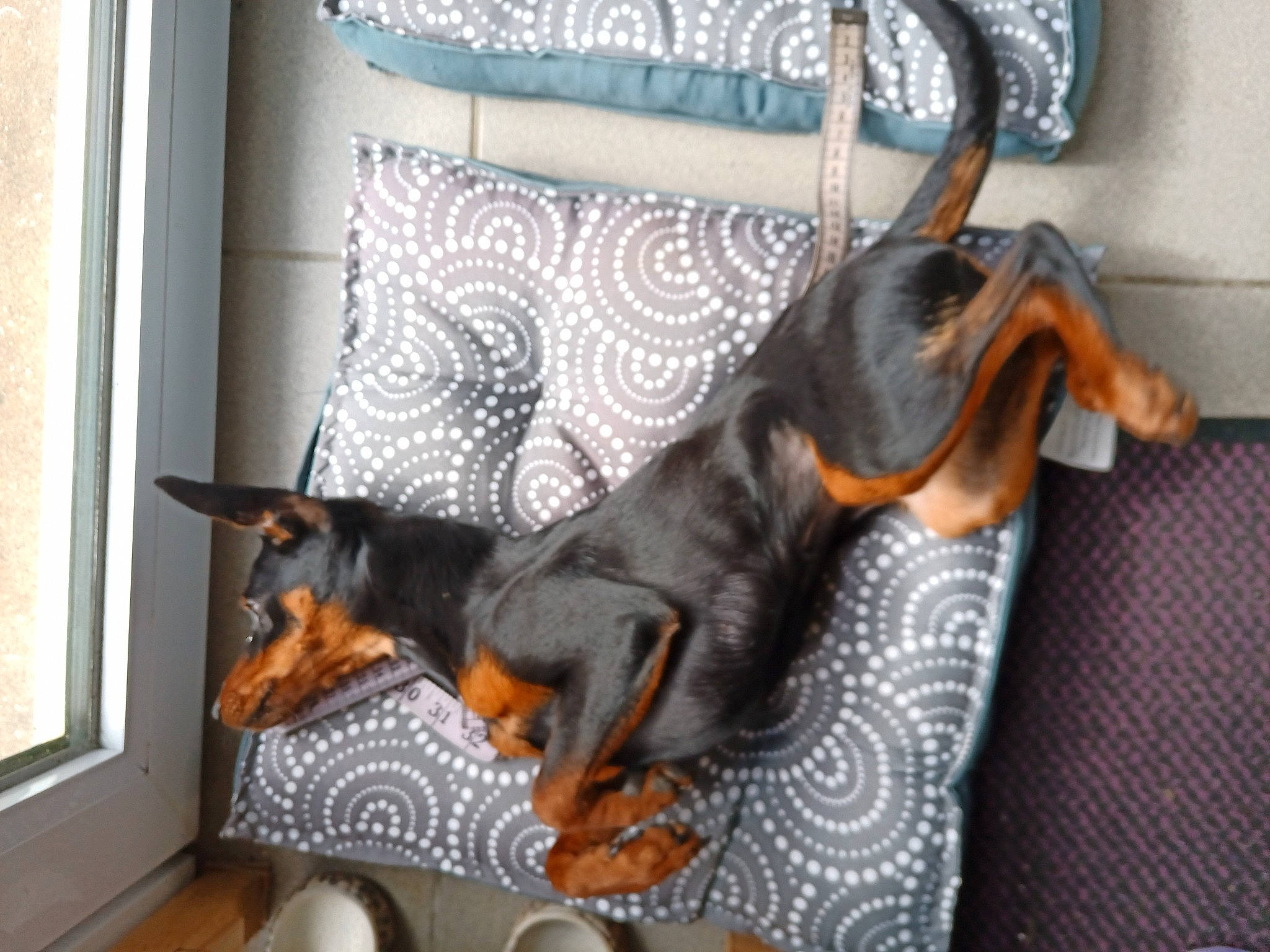 Unita participe au concours pour gagner de l'argent avec cette photo : canidae, carnivore, comfort, companion_dog, couch, dobermann, dog, dog_breed, grey, guard_dog, mammal, pinscher, prazsky_krysarik, sporting_group, toy_dog, vertebrate, window, working_animal, working_dog