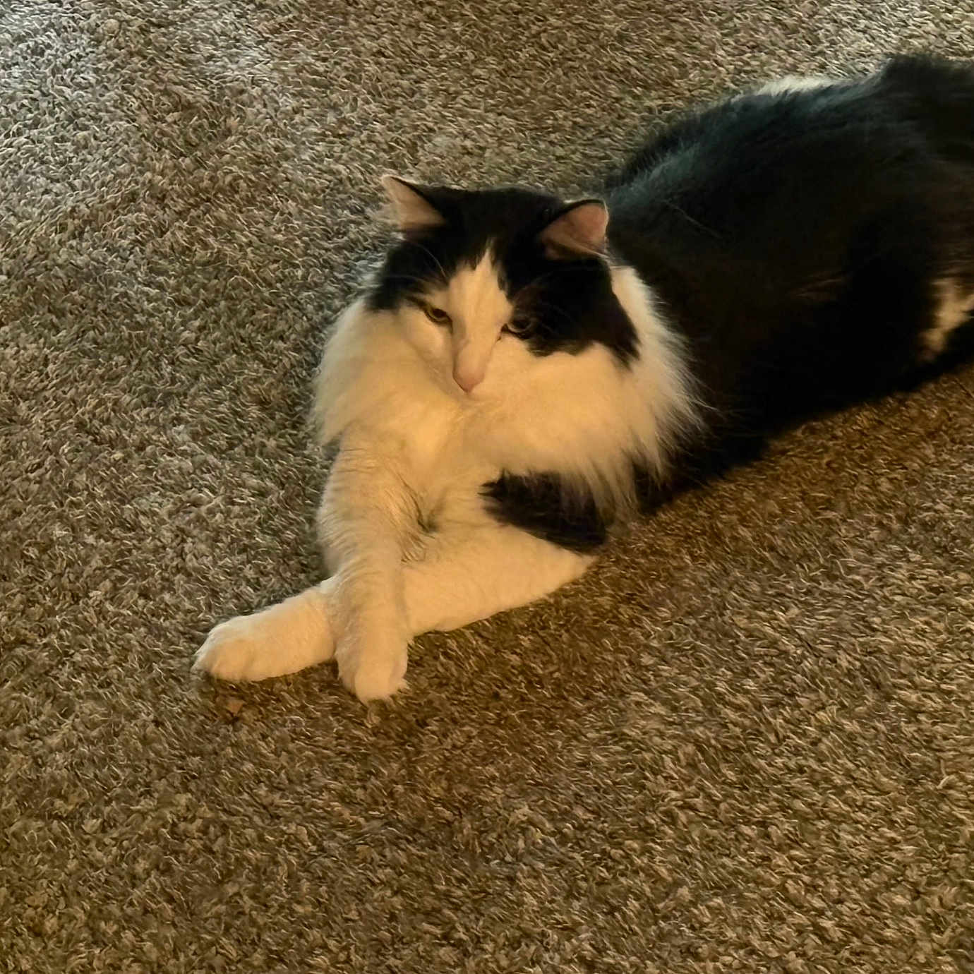 Oreo joined the competition — help win amazing prizes! animal, black_and_white, carpet, cat, companion, cozy, crossed_paws, cute, domestic, feline, fluffy, fur, indoor, lying_down, mammal, pet, relaxed, resting, soft_light, whiskers