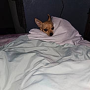 Airiesun is registered to the contest to win money with this photo: dog, chihuahua, blanket, bed, indoor, pet, animal, cozy, resting, fur, ears, small_dog, looking, home, television, dark_background, fabric, comfort, wrapped, cute