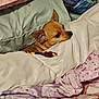 Airiesun is registered to the contest to win money with this photo: dog, chihuahua, blanket, bed, cozy, pet, small_dog, resting, indoor, fur, chew_toy, cute, sleepy, comfortable, pillow, relaxed, animal, snuggled, warm, domestic_animal