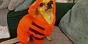 Airiesun is registered to the contest to win money with this photo: dog, orange_hoodie, pet_clothing, small_dog, couch, pillows, blanket, person, indoor, living_room, medication_bottles, table, cords, furniture, expression, cute, animal, seated, domestic, looking_up
