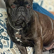 Spud is registered to the contest to win money with this photo: dog, french_bulldog, pet, indoor, couch, collar, chain, tag, brown, fur, ears, face, animal, companion, domestic, cute, portrait, relaxed, home, furniture