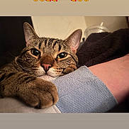 Dean joined the competition — help win amazing prizes! cat, tabby_cat, pet, animal, resting, arm, human_arm, indoor, cozy, cute, relaxed, closeup, feline, whiskers, ears, paw, nose, eyes, background_blur, emoji_text