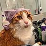 Squish is registered to the contest to win money with this photo: cat, orange_cat, white_fur, bandana, purple_bandana, smiley_faces, pet, indoor, bathroom, mirror, toiletries, whiskers, close_up, fur, animal, cute, domestic_cat, headwear, pet_accessory, curious
