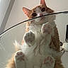 cat, orange_cat, white_cat, paws, pink_paw_pads, glass_table, looking_down, curious, indoor, ceiling, light_fixture, whiskers, fluffy, pet, feline, close_up, cute, animal, domestic_cat, table