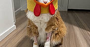 Squish is registered to the contest to win money with this photo: cat, costume, chicken_hat, pet, animal, indoor, floor, wooden_floor, hallway, fur, orange_and_white_cat, cute, funny, sitting, domestic_cat, adorable, animal_costume, headwear, pet_accessory, expression