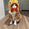 cat, costume, chicken_hat, pet, animal, indoor, floor, wooden_floor, hallway, fur, orange_and_white_cat, cute, funny, sitting, domestic_cat, adorable, animal_costume, headwear, pet_accessory, expression