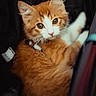 Squish is registered to the contest to win money with this photo: cat, kitten, orange_fur, white_fur, fluffy, pet, animal, cute, whiskers, ears, eyes, portrait, closeup, feline, young, domestic_cat, soft, indoor, curious, cozy